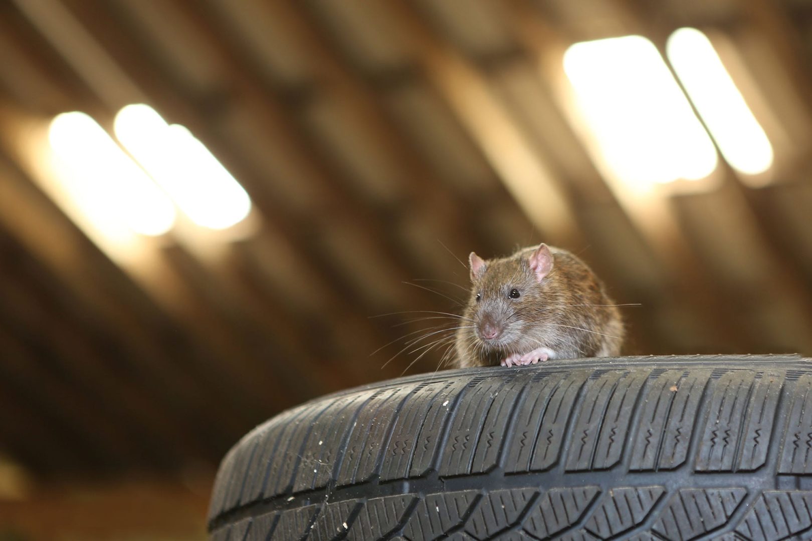 Keep unwanted critters out of our space, like this mouse on a tire, with Rodent Block Garage door seal.