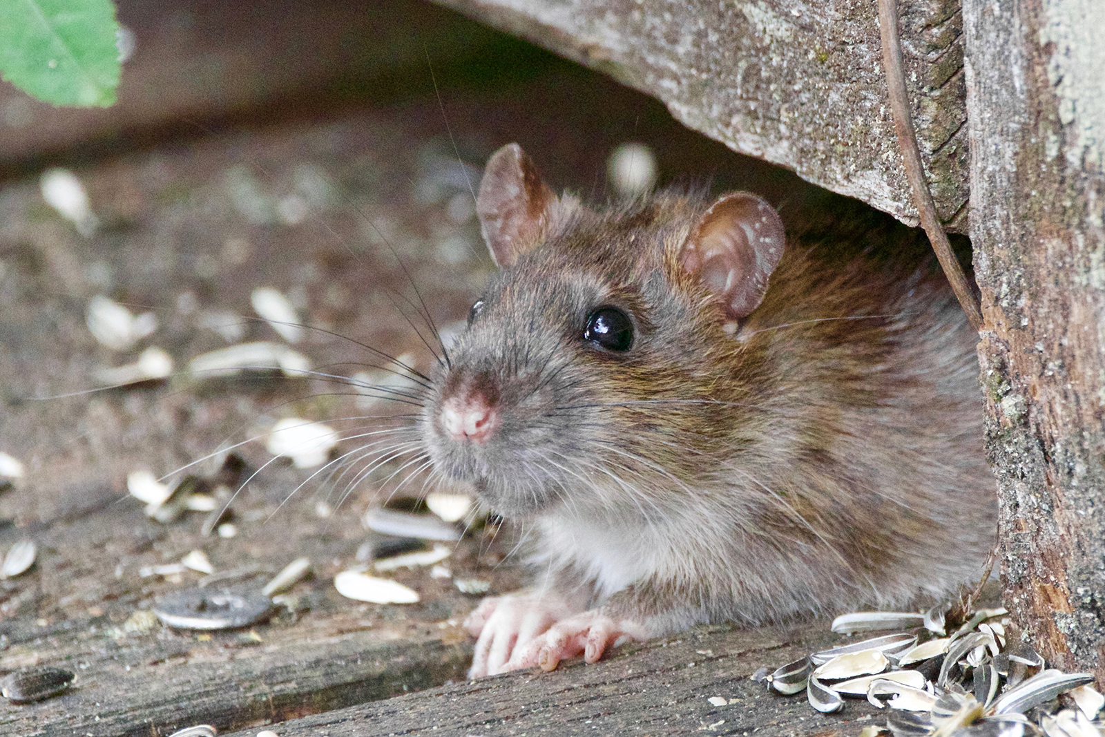 A rodent under a doorway. pests in your garage are only a problem if you let them be.